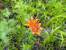 С 29 июня по 12 июля, храм-вагон в честь святителя Иннокентия Иркутского, с миссионерской группой во главе с иереем Олегом Разумовым совершал очередную поездку от Комсомольска-на-Амуре до Нового Ургала.