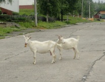 С 29 июня по 12 июля, храм-вагон в честь святителя Иннокентия Иркутского, с миссионерской группой во главе с иереем Олегом Разумовым совершал очередную поездку от Комсомольска-на-Амуре до Нового Ургала.
